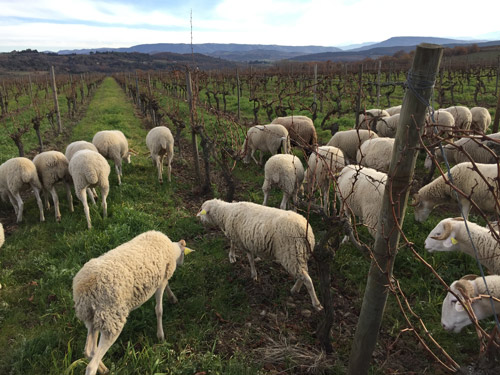 Vins biologiques Malepère Languedoc